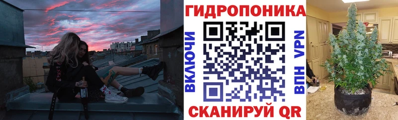 Конопля индика  kraken   Орёл 